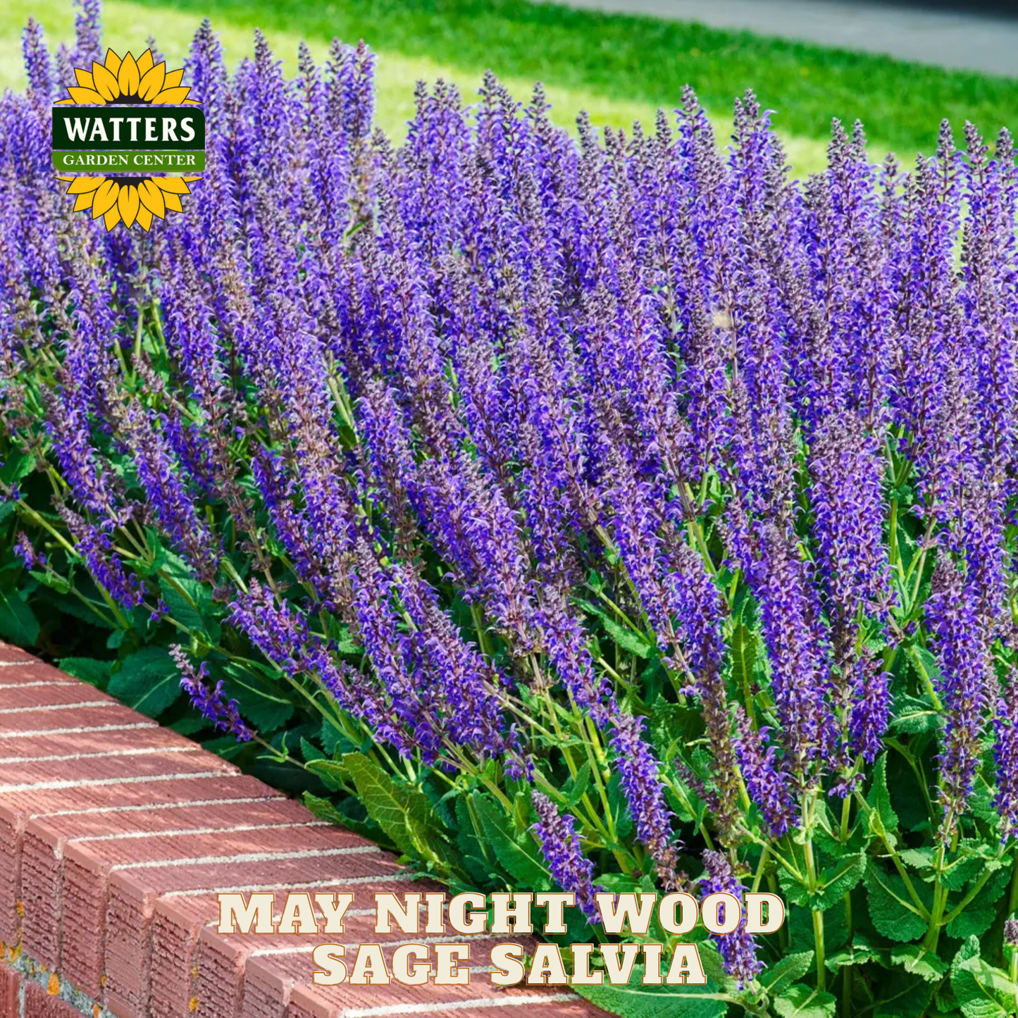Row of May Night Wood Sage Salvia plants with Watters Garden Center branding.