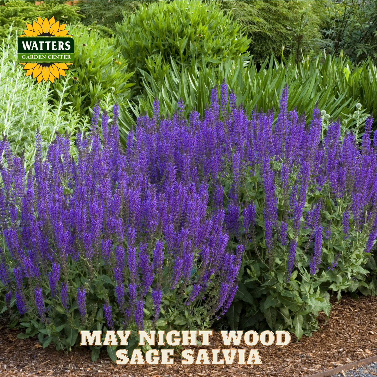 Purple salvia plants with green foliage in a garden setting, featuring Watters Garden Center branding.