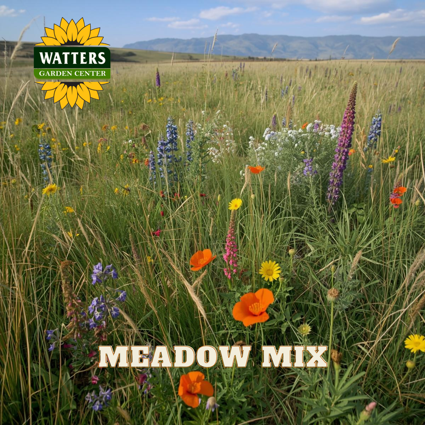 MEADOW MIX – Watters Garden Center