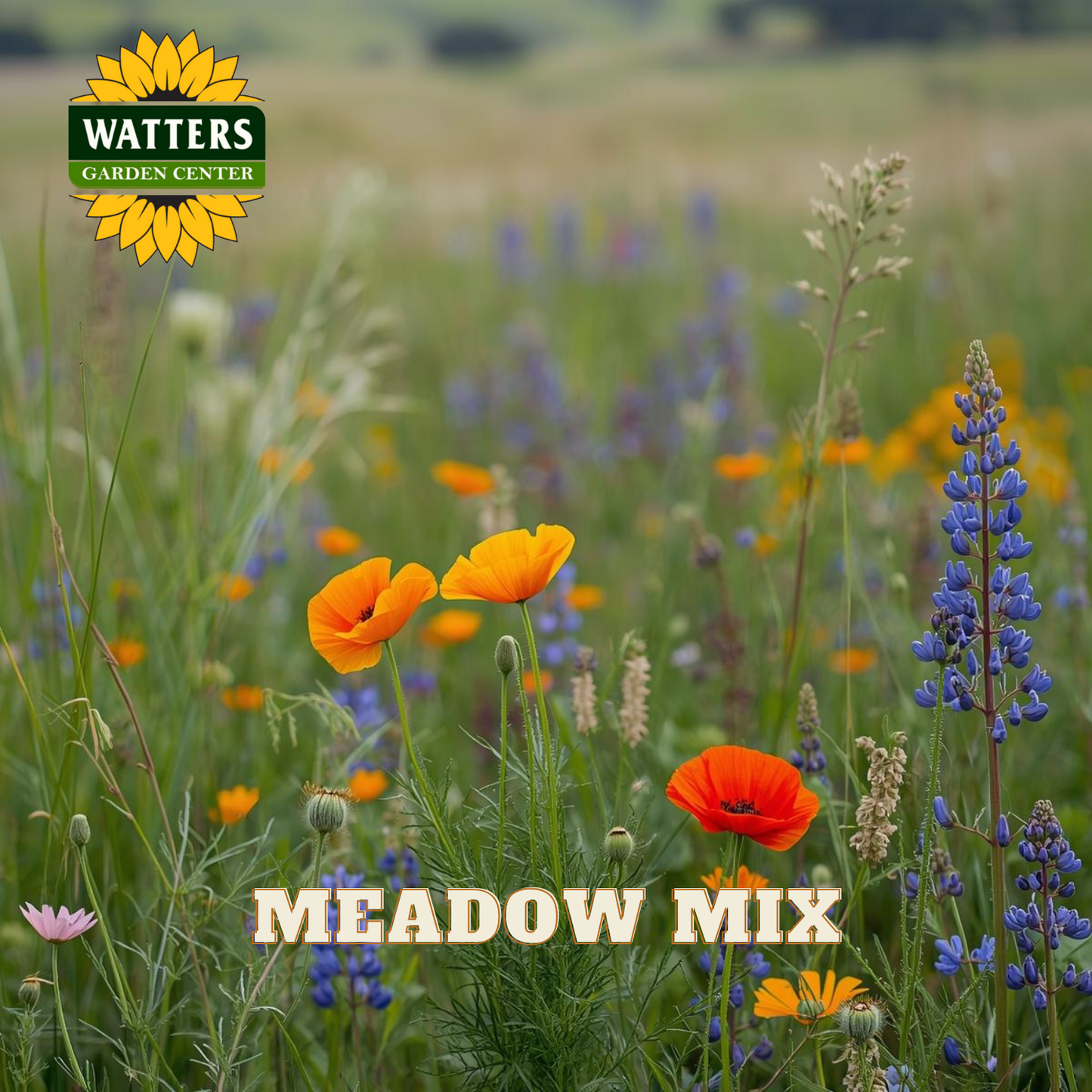 MEADOW MIX – Watters Garden Center