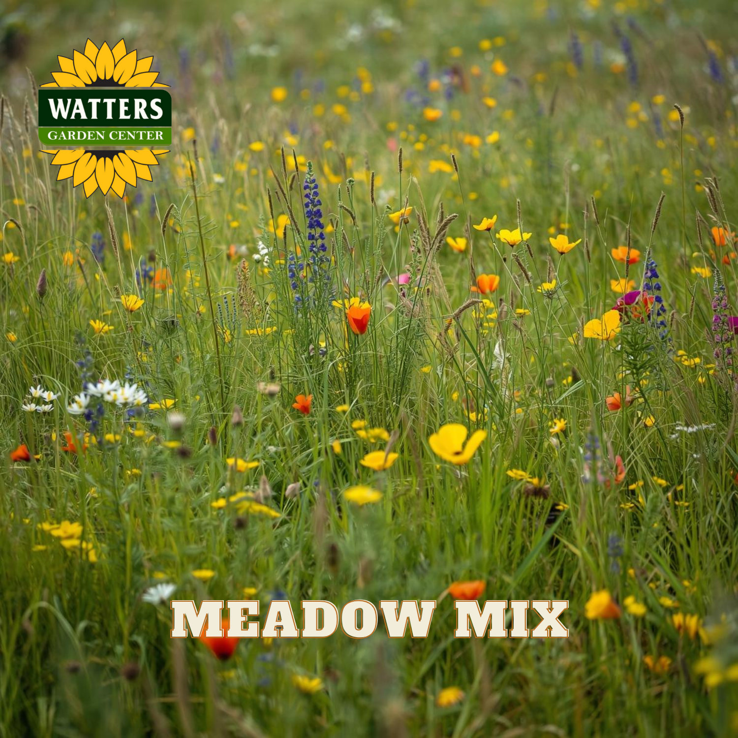 MEADOW MIX – Watters Garden Center