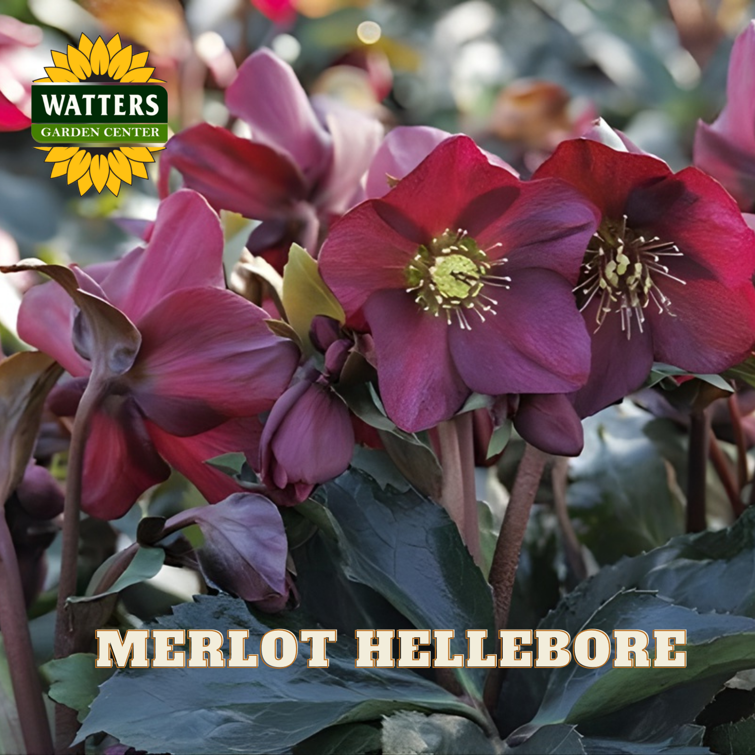 Merlot hellebore flowers with Watters Garden Center logo