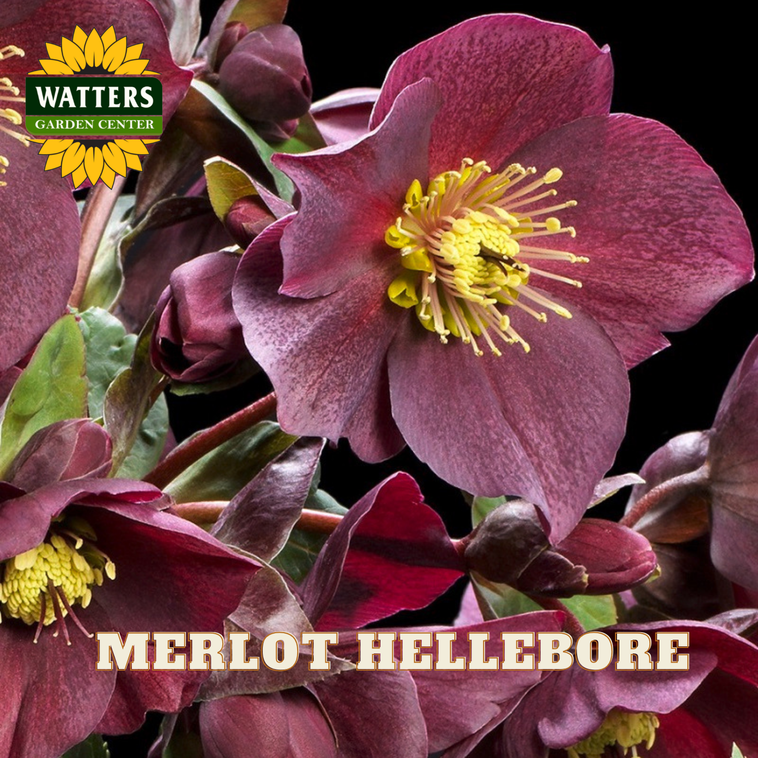 Close-up of Helleborus Blush flowers with Watters Garden Center logo.