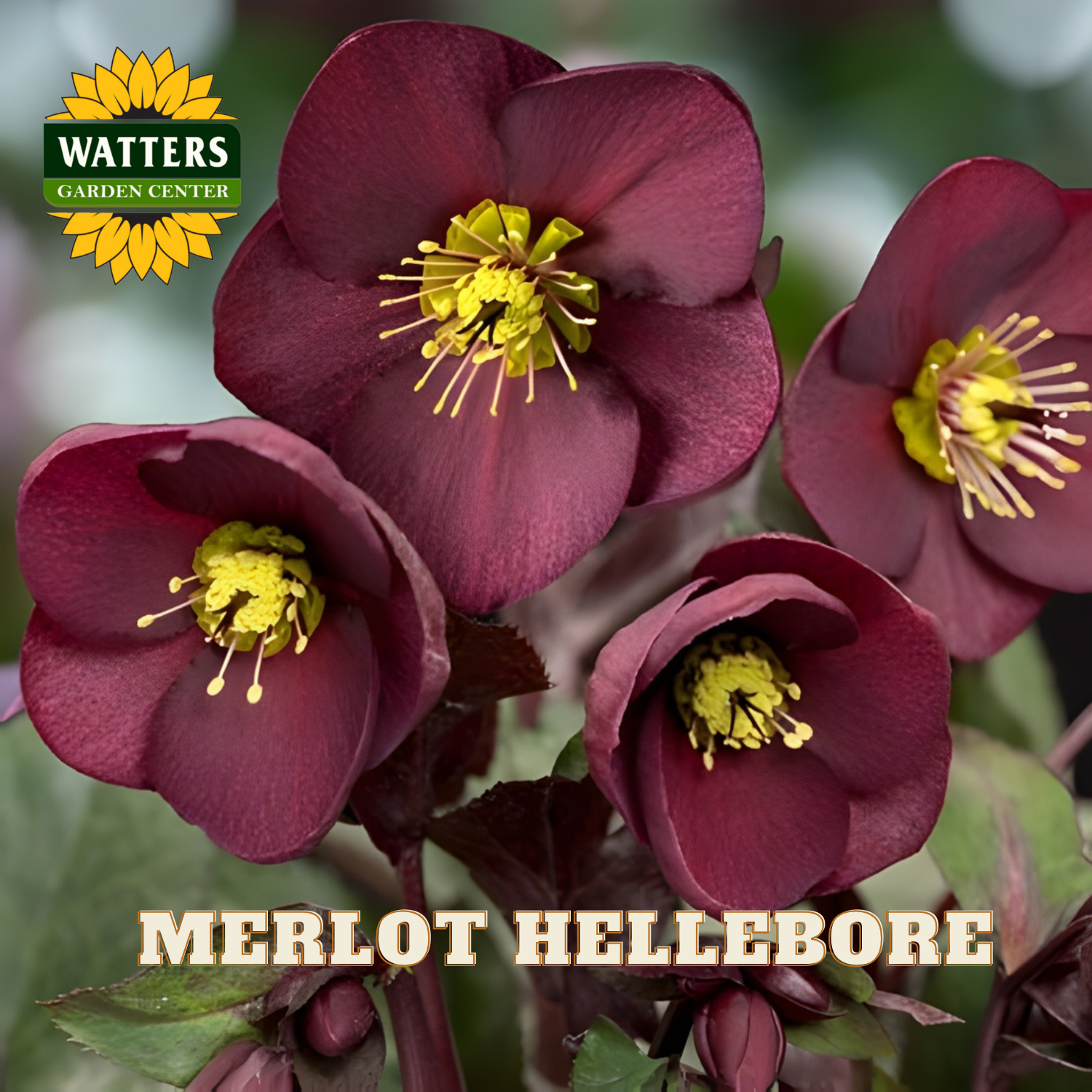 Merlot hellebore flowers with yellow centers, Watters Garden Center logo visible.