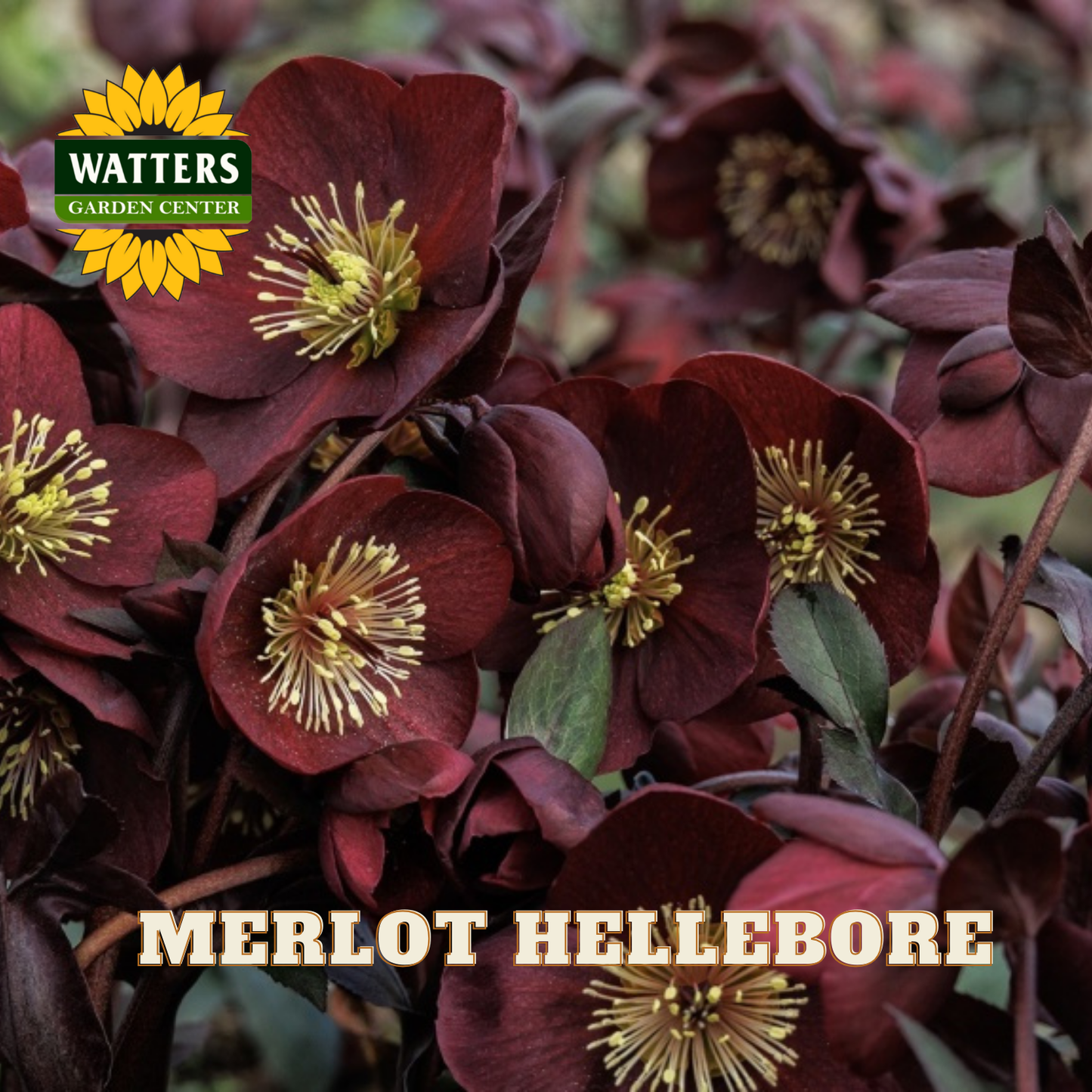 Merlot hellebore flowers with Watters Garden Center logo