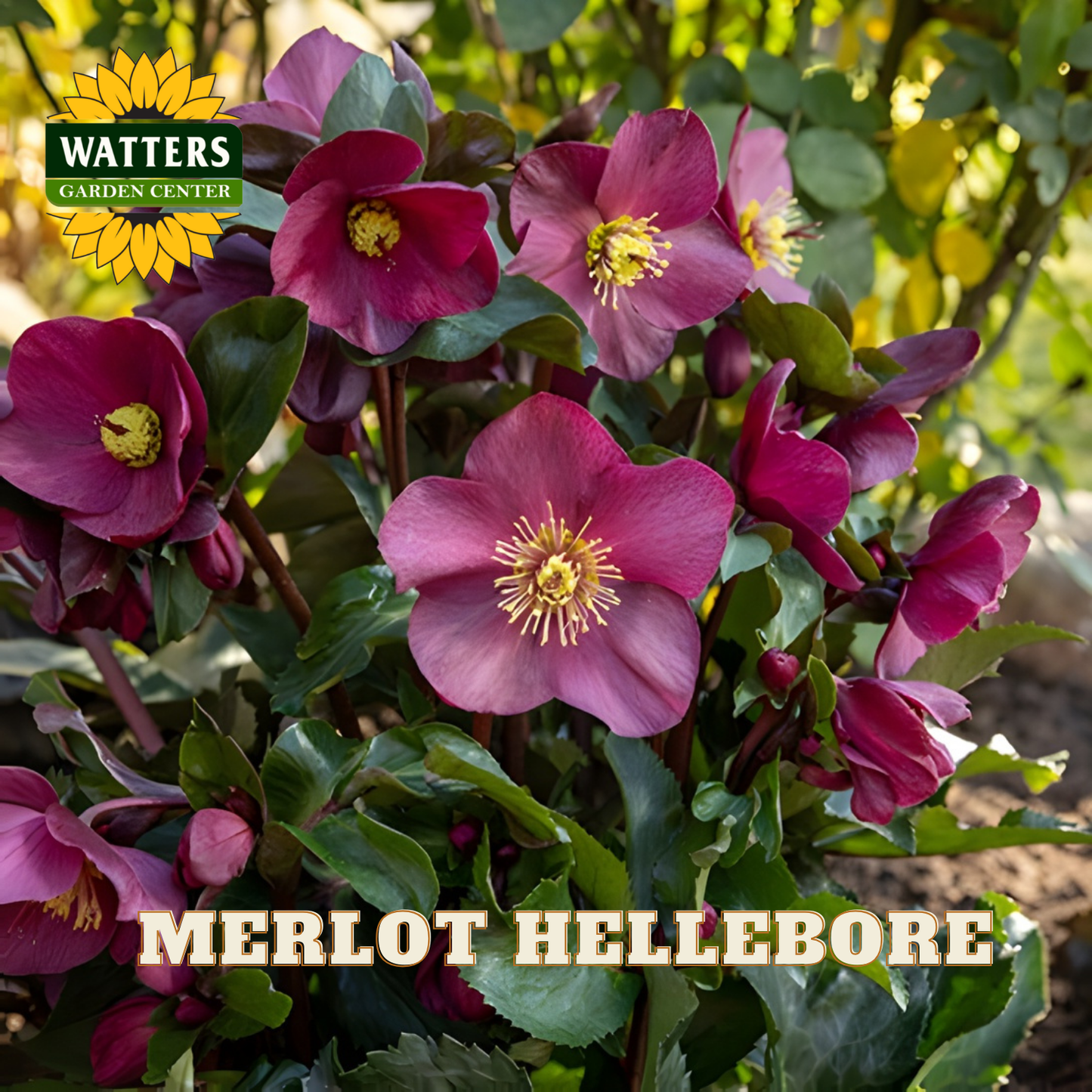 Merlot hellebore flowers with Watters Garden Center logo