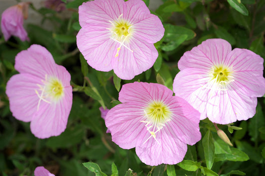 MEXICAN EVENING PRIMROSE 1gal