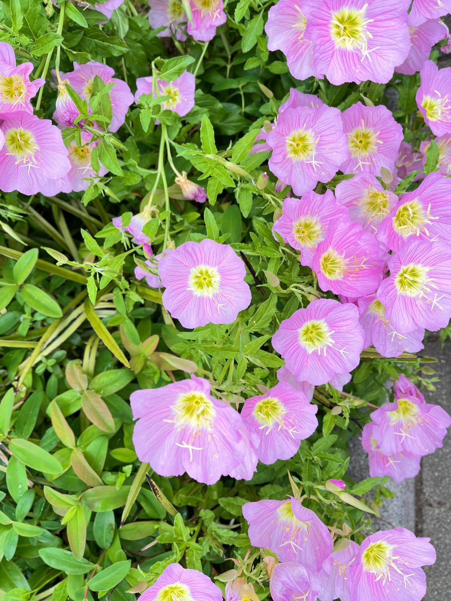 MEXICAN EVENING PRIMROSE 1gal