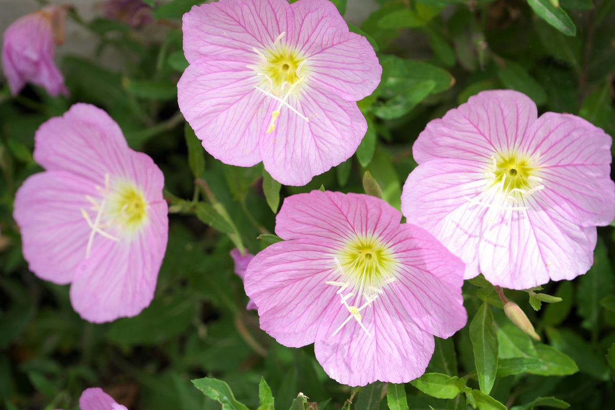 MEXICAN EVENING PRIMROSE 1gal