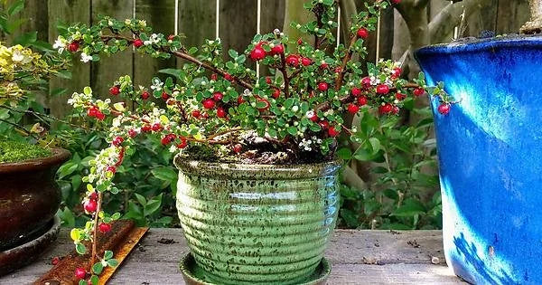 STREIBS FINDLING COTONEASTER 1gal