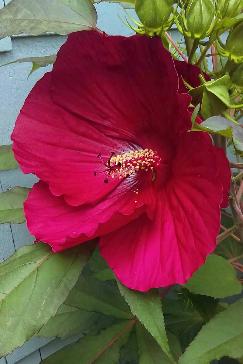 RED DWARF HIBISCUS 3gal