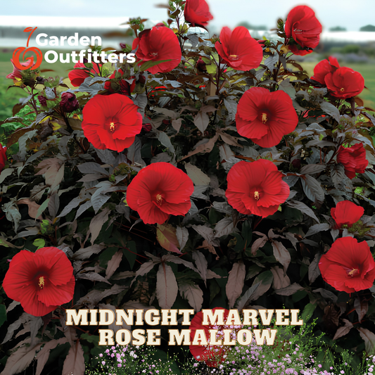 A flowering plant with many bright red flowers and dark burgundy-purple leaves, shown outdoors with a blurred background. Text on the image reads 'MIDNIGHT MARVEL ROSE MALLOW' and a 'Garden Outfitters' logo appears in the top left.