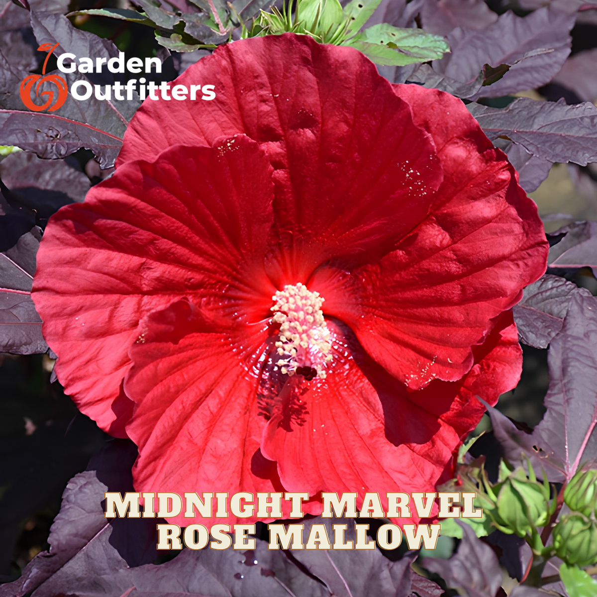 A large, vibrant red hibiscus flower with dark purple foliage, featuring the text 'MIDNIGHT MARVEL ROSE MALLOW' and a 'Garden Outfitters' logo overlay.