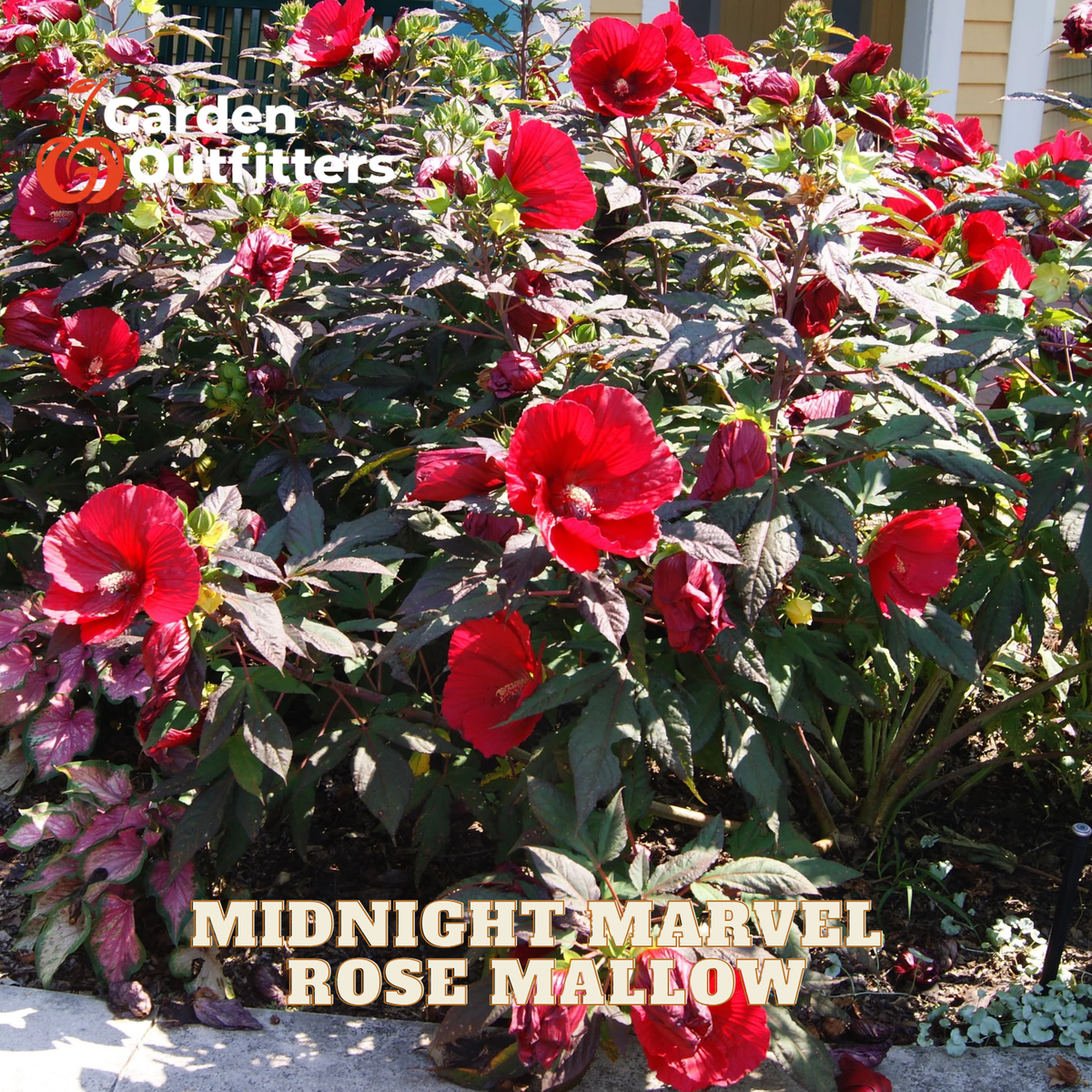 A dense rose mallow garden plant with dark green leaves and numerous bright red flowers, with text overlay reading 'MIDNIGHT MARVEL ROSE MALLOW' and a 'Garden Outfitters' logo.