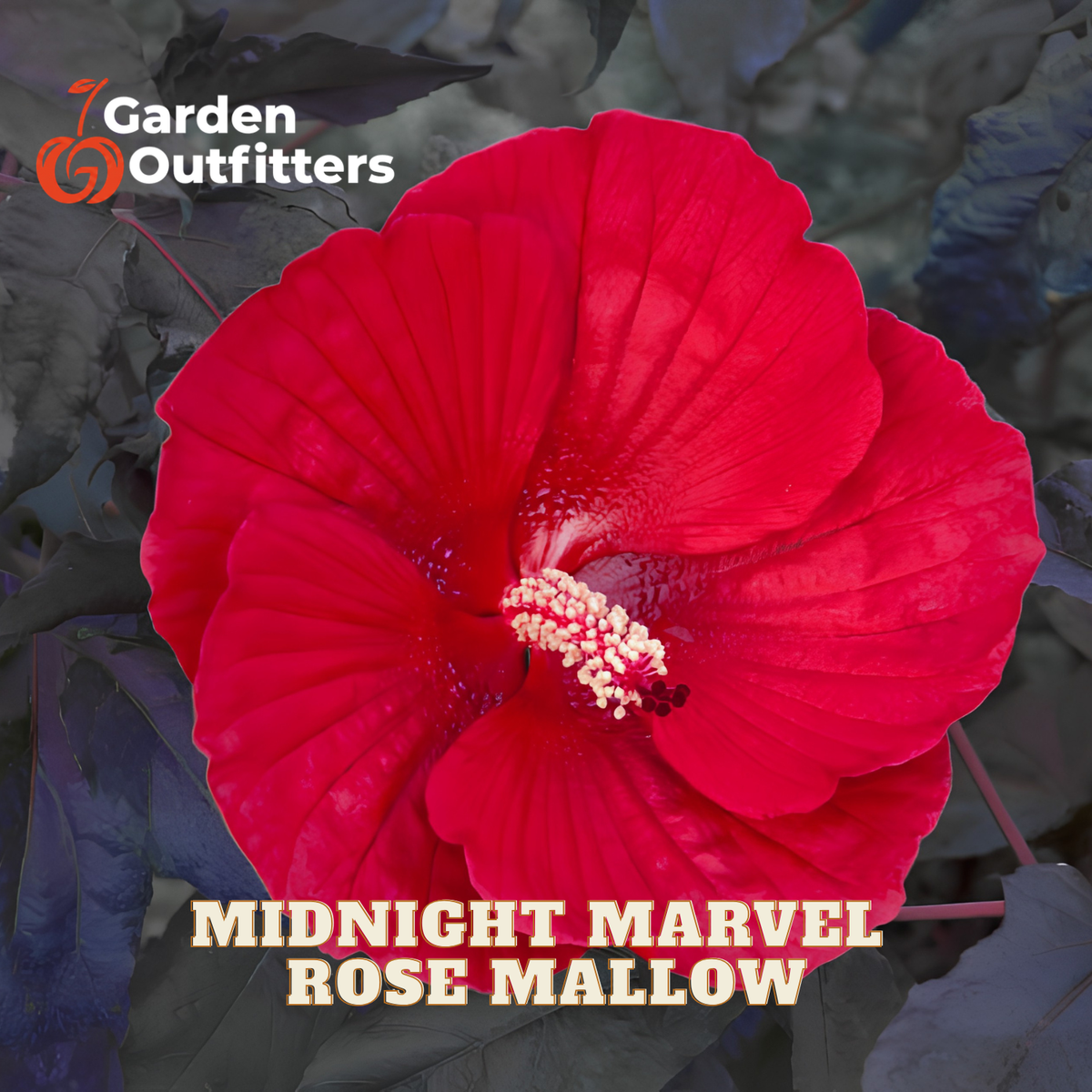 A large red hibiscus flower labeled 'Midnight Marvel Rose Mallow' with the Garden Outfitters logo in the top left, set against dark foliage.