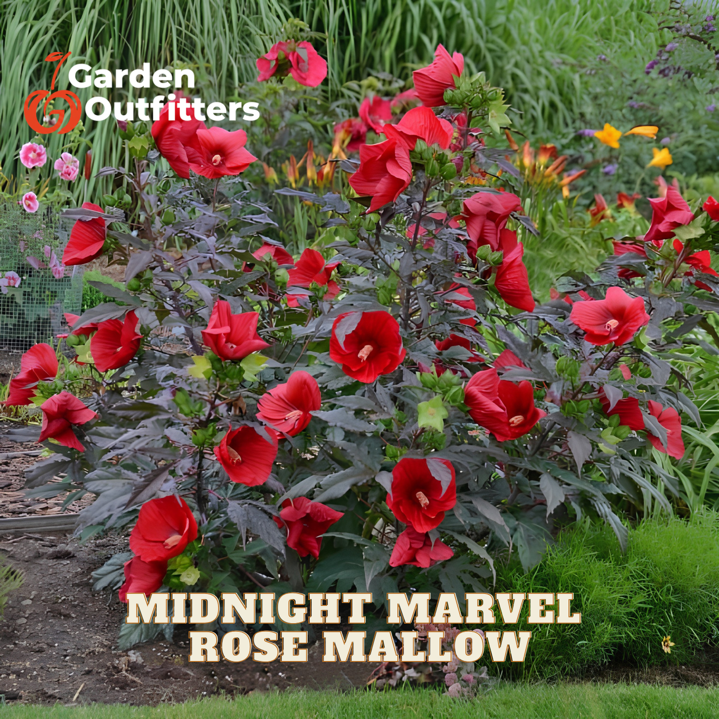 A flowering rose mallow plant in a garden bed, with many bright red flowers and dark purple leaves. The text 'MIDNIGHT MARVEL ROSE MALLOW' appears at the bottom, and the 'Garden Outfitters' logo appears in the upper left corner.