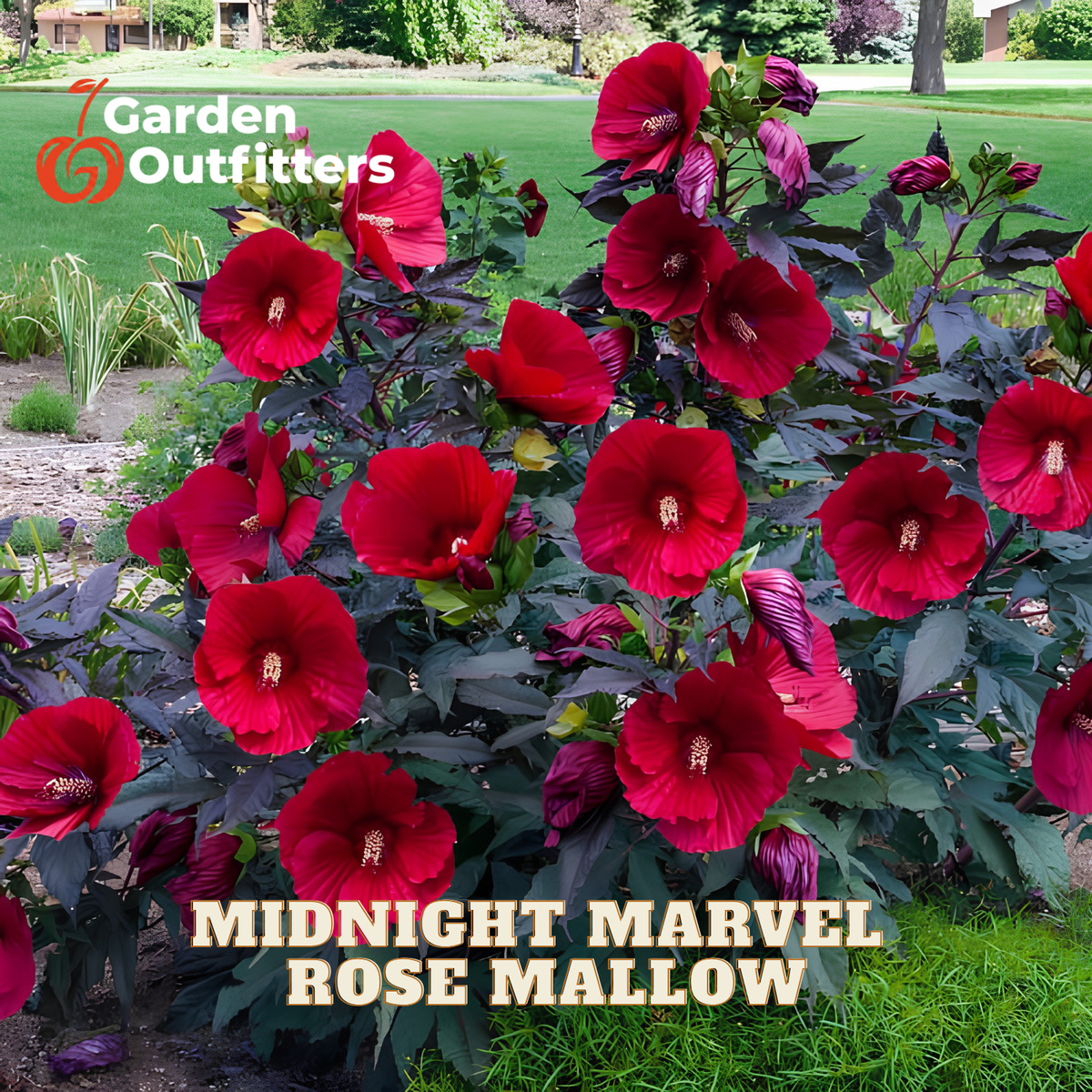 A garden bed filled with deep red hibiscus flowers on dark foliage, with a lawn and trees in the background. Text overlays read 'Garden Outfitters' and 'MIDNIGHT MARVEL ROSE MALLOW'.
