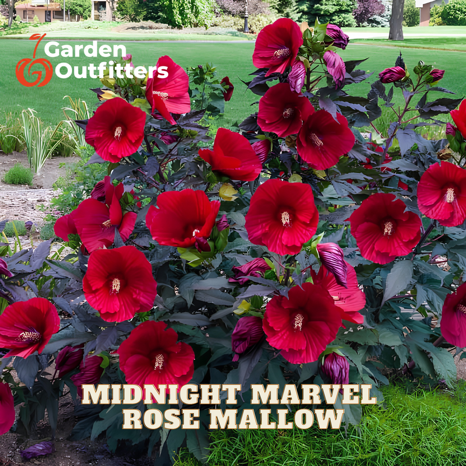 A garden bed filled with deep red hibiscus flowers on dark foliage, with a lawn and trees in the background. Text overlays read 'Garden Outfitters' and 'MIDNIGHT MARVEL ROSE MALLOW'.