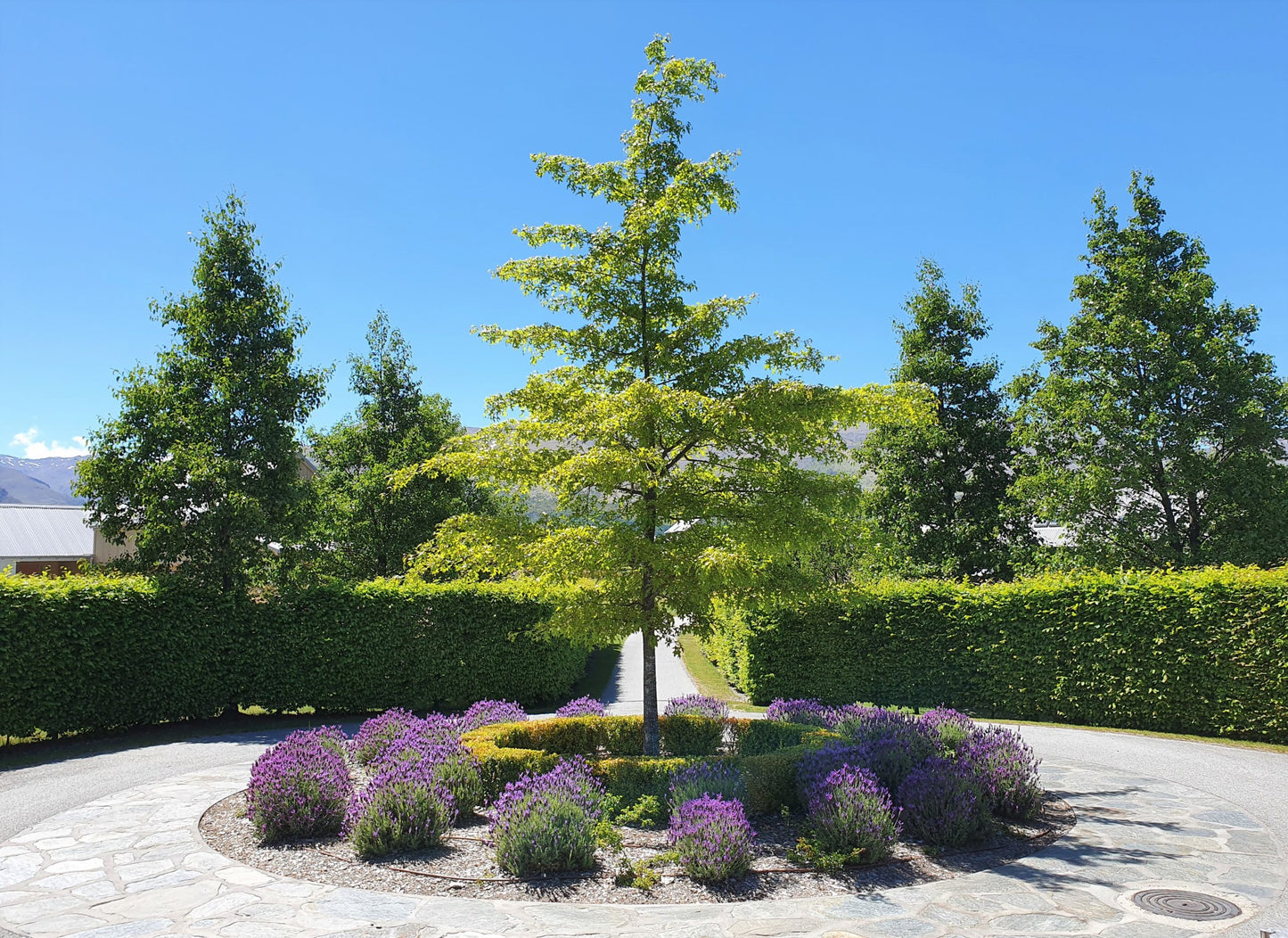 PIN OAK TREE 15gal