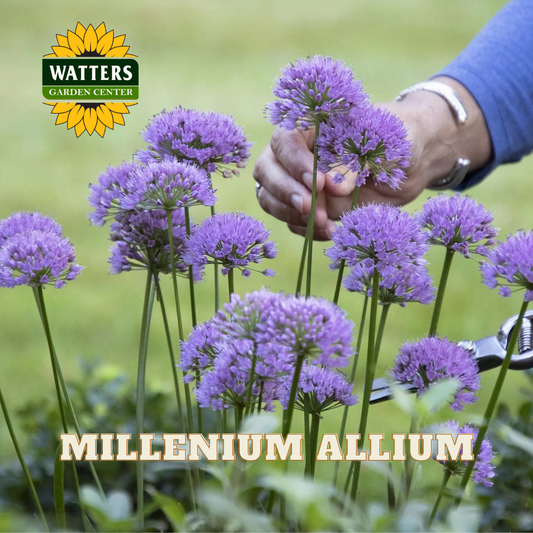 MILLENIUM ALLIUM 1gal