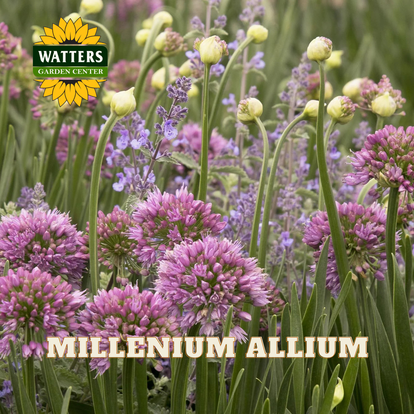 MILLENIUM ORNAMENTAL ONION 1gal