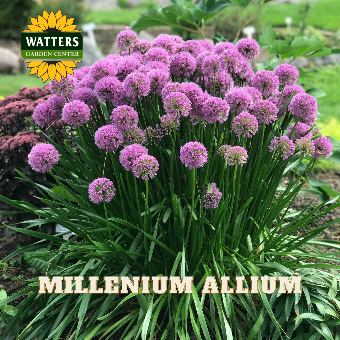 MILLENIUM ORNAMENTAL ONION 1gal