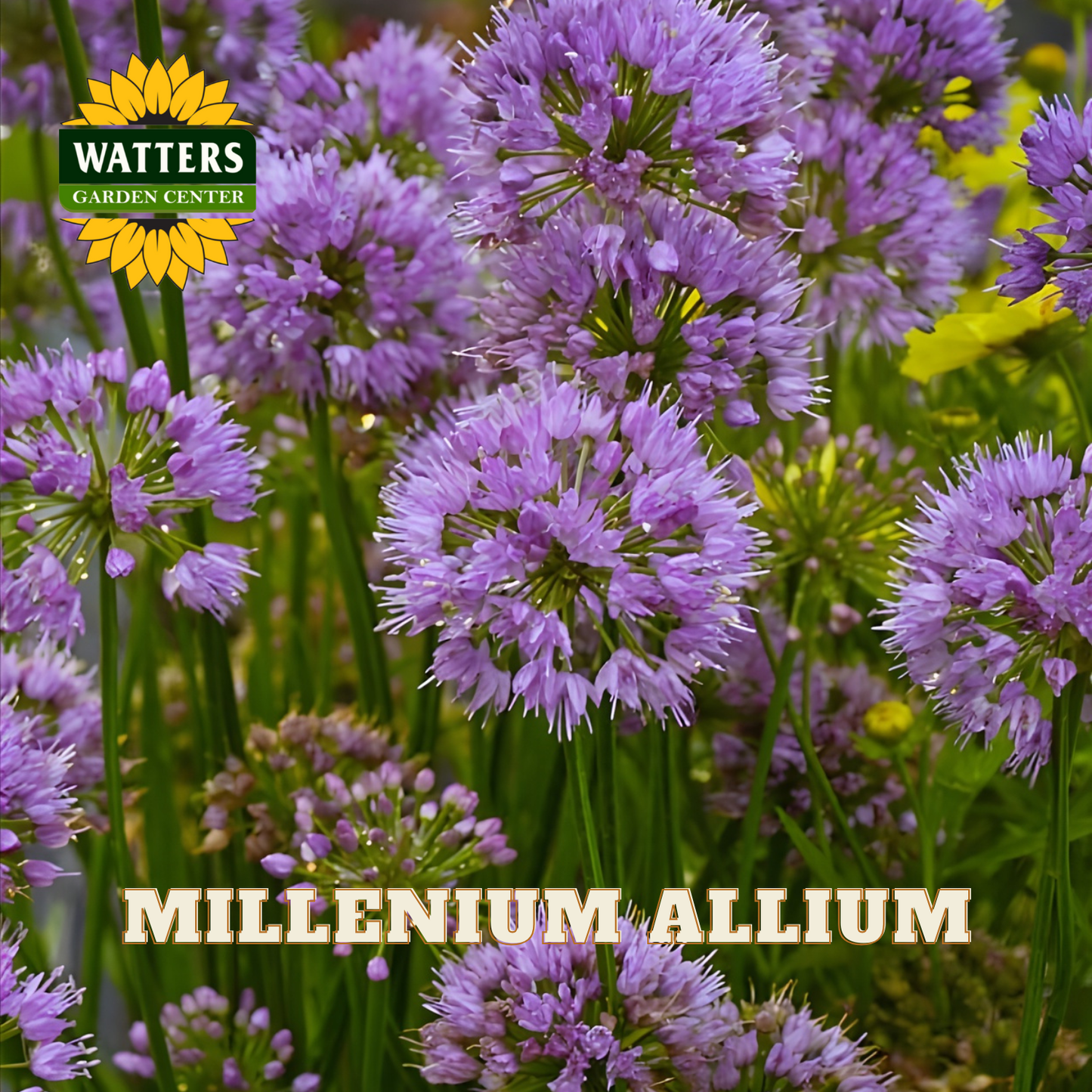 MILLENIUM ORNAMENTAL ONION 1gal