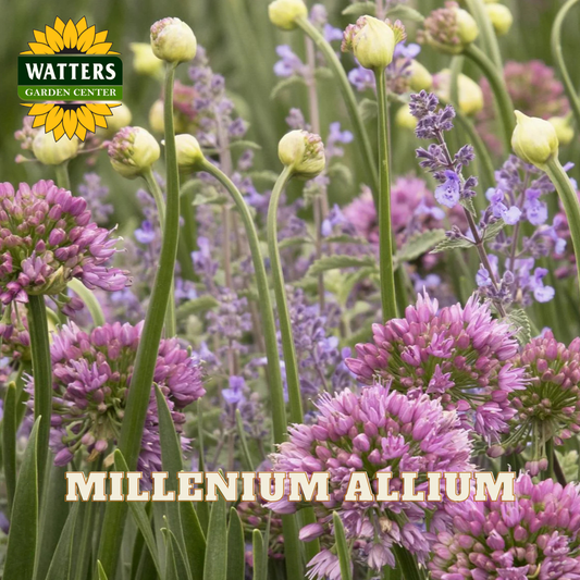 MILLENIUM ORNAMENTAL ONION 1gal