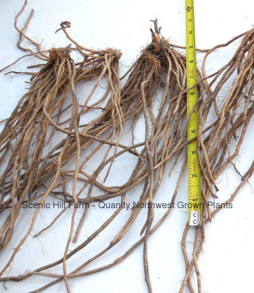 ***Millennium Hybrid Male Asparagus Crowns - Large Crowns For Faster Cutting