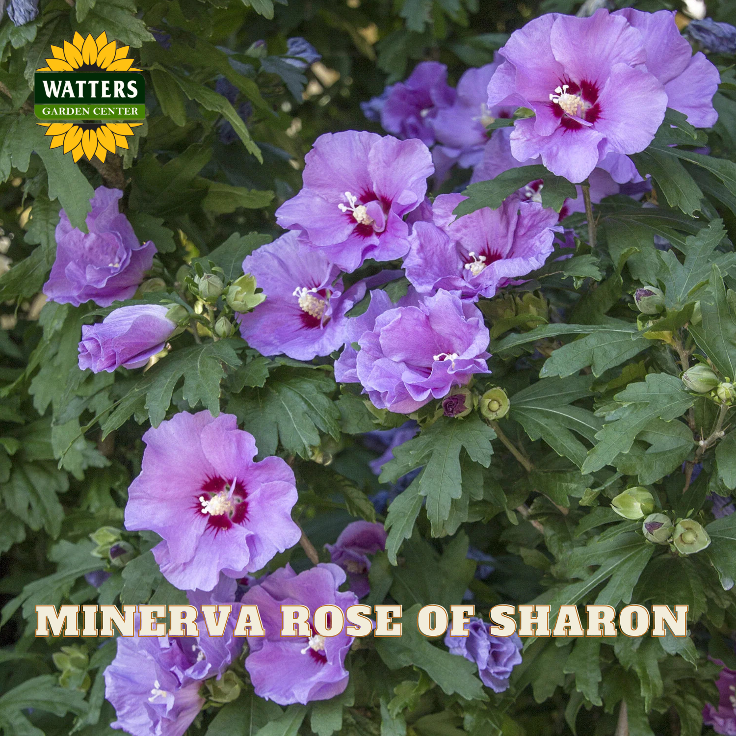 Purple Minerva rose of Sharon flowers blooming among green leaves, with a Watters Garden Centers logo in the top left and the text 'MINERVA ROSE OF SHARON' at the bottom.