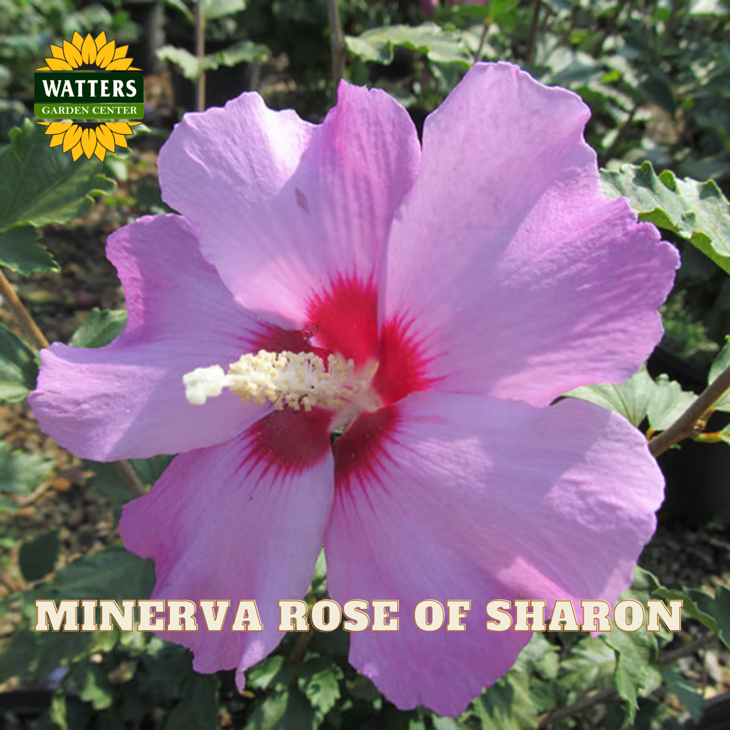 A close-up of a pink hibiscus flower with a deep red center and white stamen, surrounded by green leaves. The Watters Garden Centers logo appears in the top-left corner, and the text 'MINERVA ROSE OF SHARON' is displayed at the bottom.