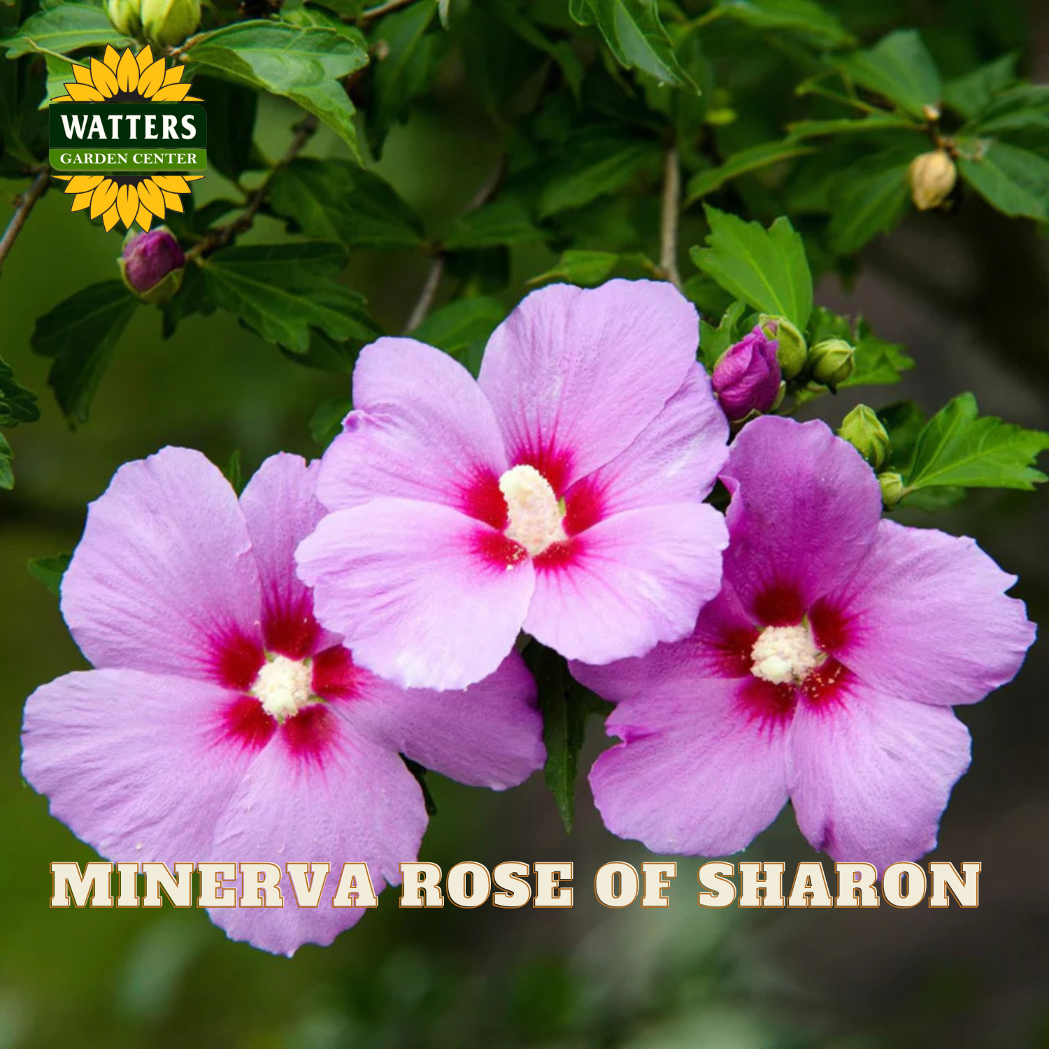 Three blooming pink hibiscus flowers with deep magenta centers and cream stamens, growing among green leaves. A yellow and green 'Watters Garden Center' logo appears in the top-left corner, and the text 'MINERVA ROSE OF SHARON' is printed across the bottom.