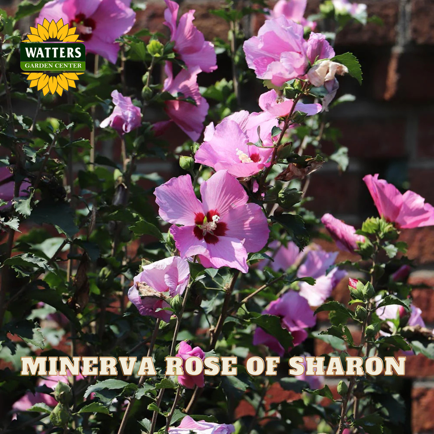 Pink Minerva Rose of Sharon flowers blooming on a shrub in a garden setting, with a Watters Garden Center logo in the top left and the text 'MINERVA ROSE OF SHARON' at the bottom.