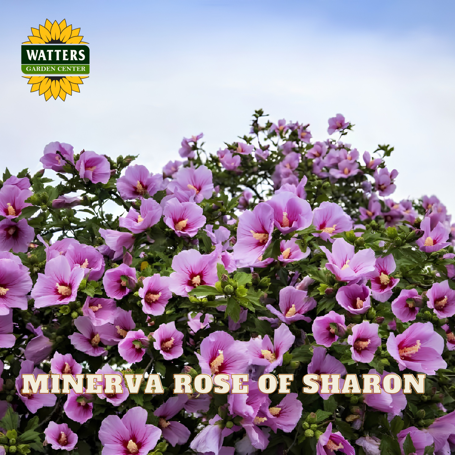 A flowering shrub covered with pink-purple blossoms and green leaves under a pale blue sky, with the text 'MINERVA ROSE OF SHARON' across the bottom and a Watters Garden Center logo in the upper left.
