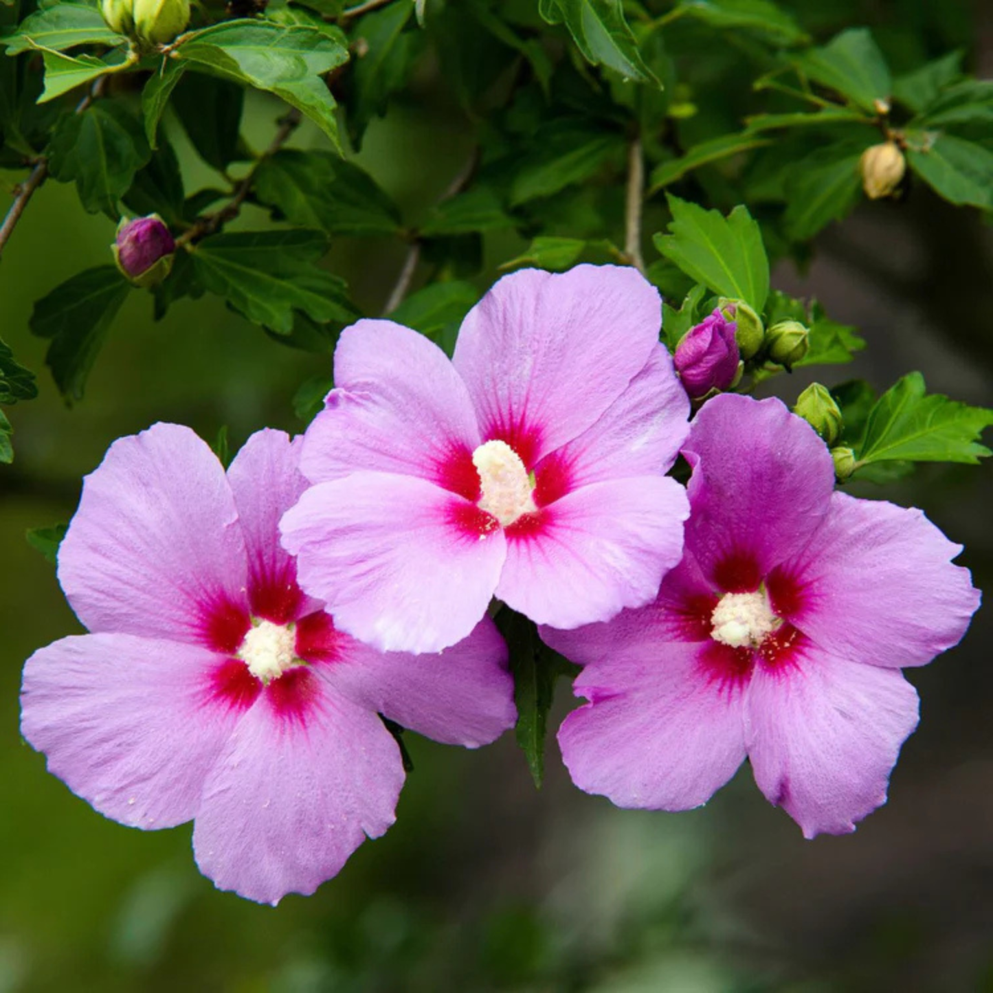 Three pink hibiscus flowers with dark magenta centers and white stamens, growing on a leafy green branch.