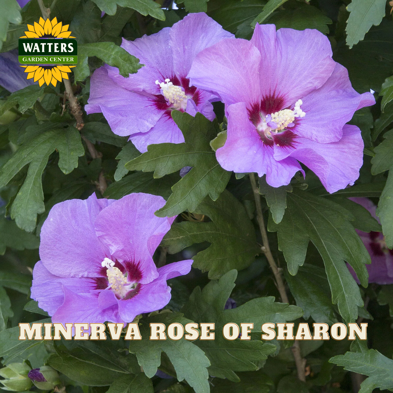 Purple hibiscus flowers with green leaves and text reading 'MINERVA ROSE OF SHARON' and a Watters Garden Center logo.