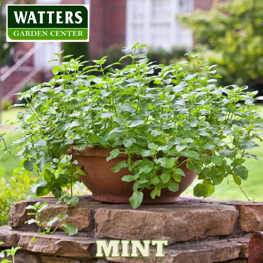 ASSORTED MINT 4in