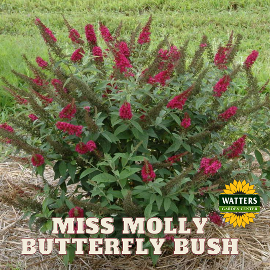 MISS MOLLY BUTTERFLY BUSH 3 gal