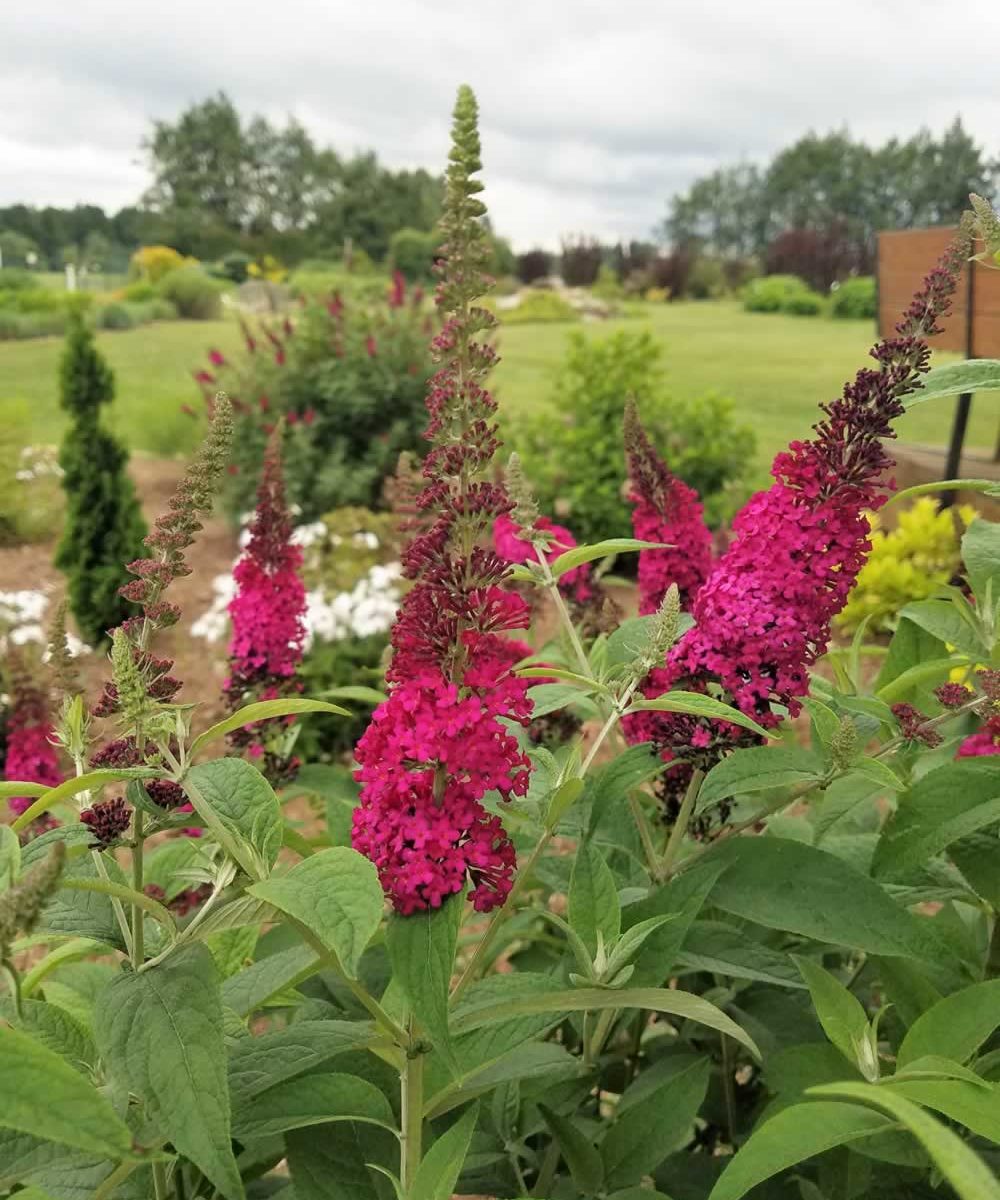 HOT RASPBERRY BUTTERFLY BUSH 3gal