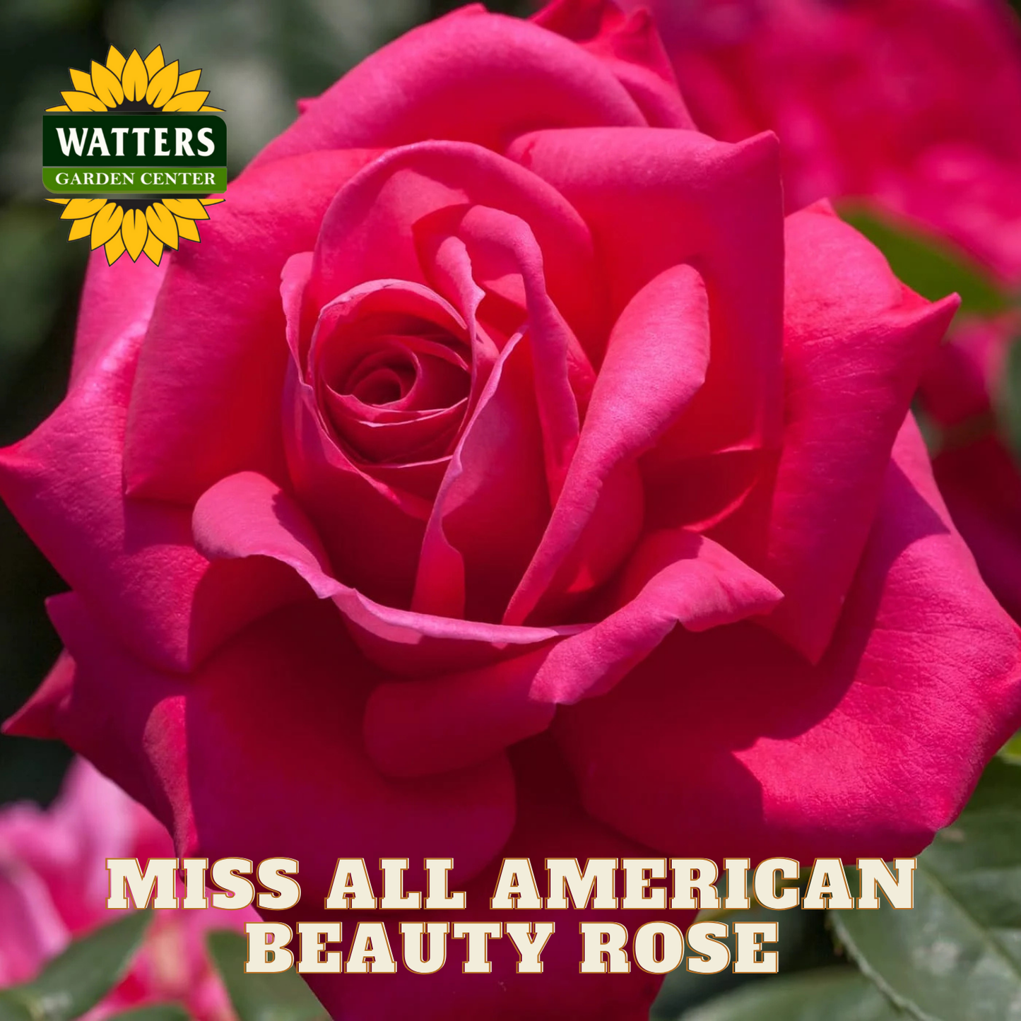 Close-up of a pink rose with 'Watters Garden Center' logo and text 'Miss All American Beauty Rose'.