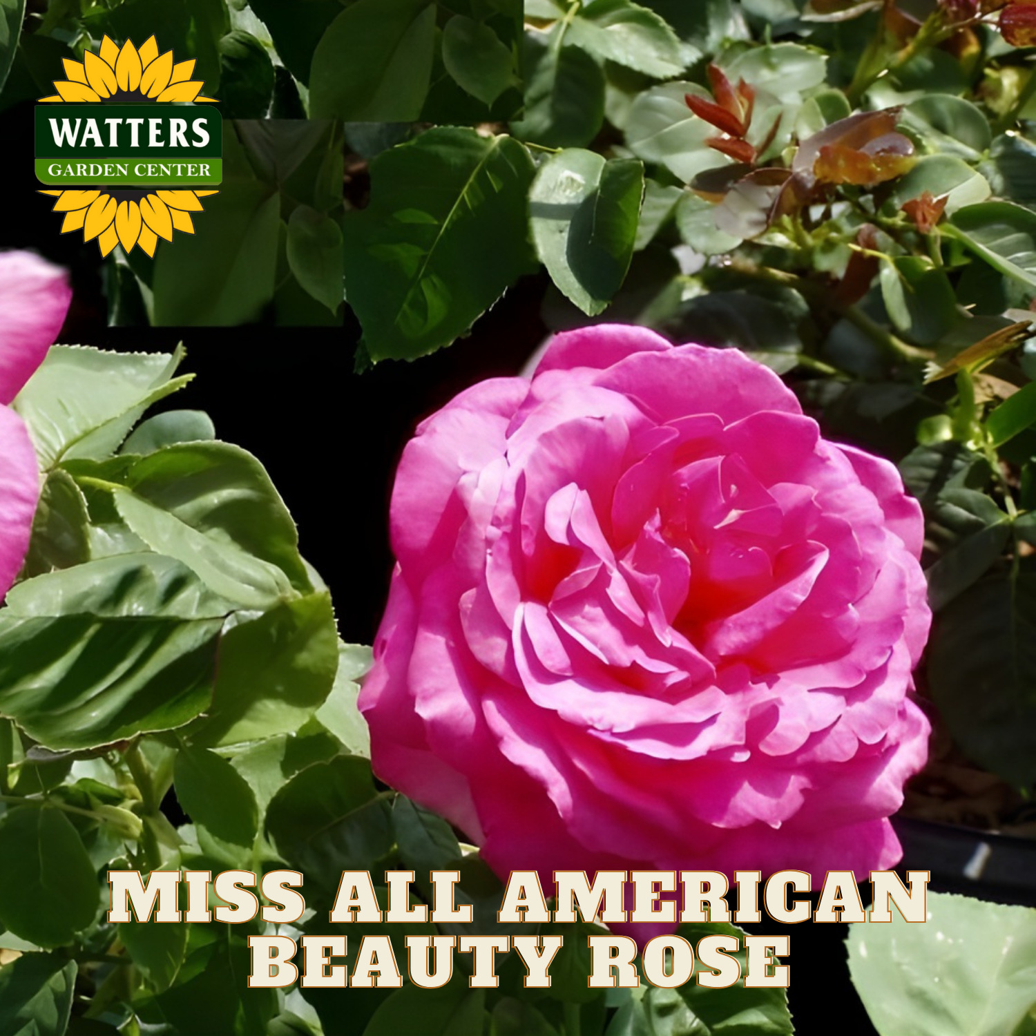 Pink rose with green leaves and Watters Garden Center branding.