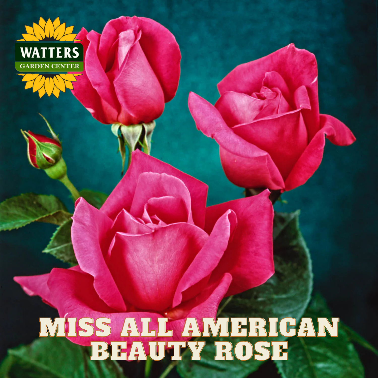 Three pink roses with 'Watters Garden Center' logo and 'Miss All American Beauty Rose' text.