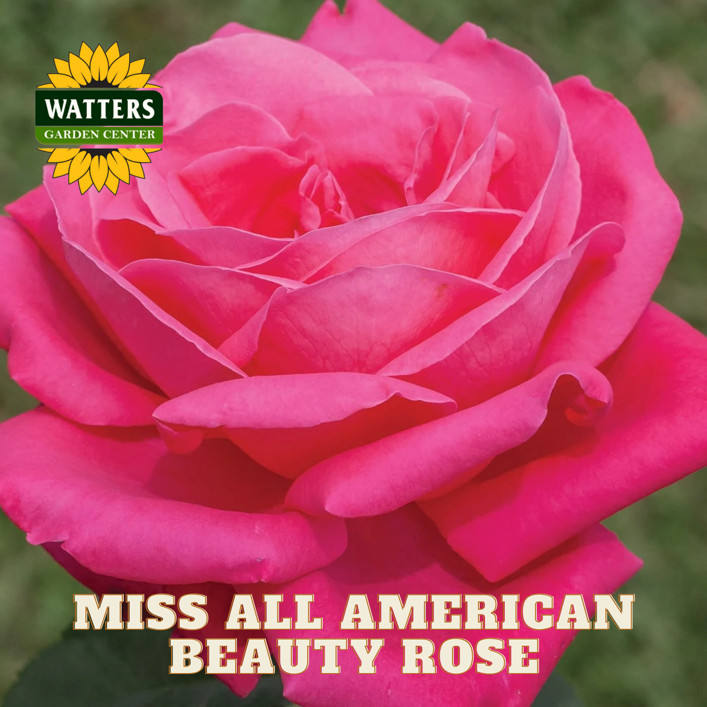 Pink rose with 'Watters Garden Center' logo and text 'Miss All American Beauty Rose'.