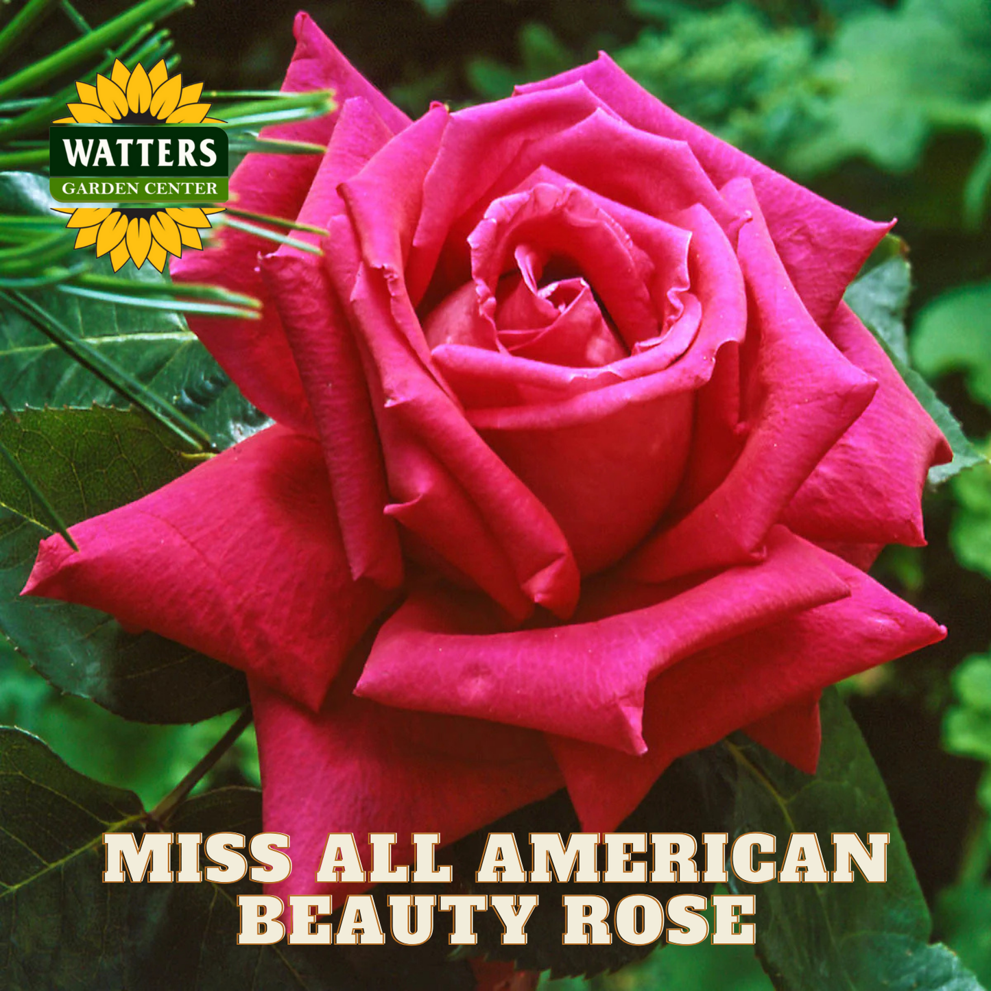 Pink rose with 'Watters Garden Center' logo and text 'Miss All American Beauty Rose'.