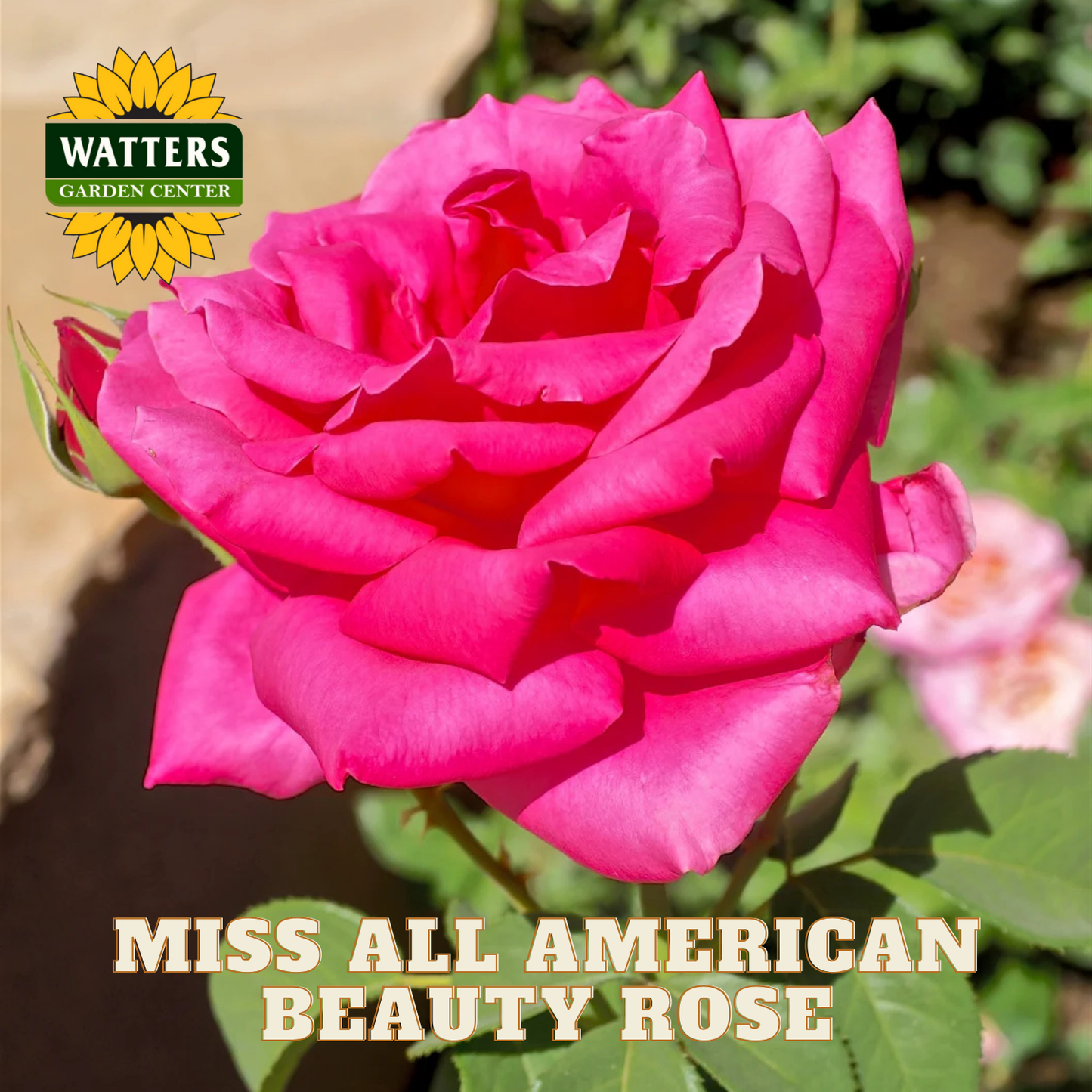 Pink rose with 'Watters Garden Center' logo and text 'Miss All American Beauty Rose'.