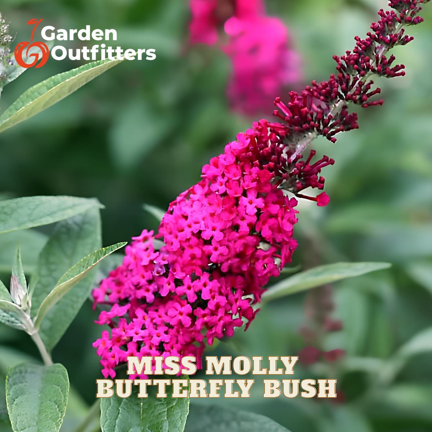 A close-up of a bright pink butterfly bush flower cluster with green leaves and a blurred garden background. Text overlays read 'Garden Outfitters' and 'MISS MOLLY BUTTERFLY BUSH'.