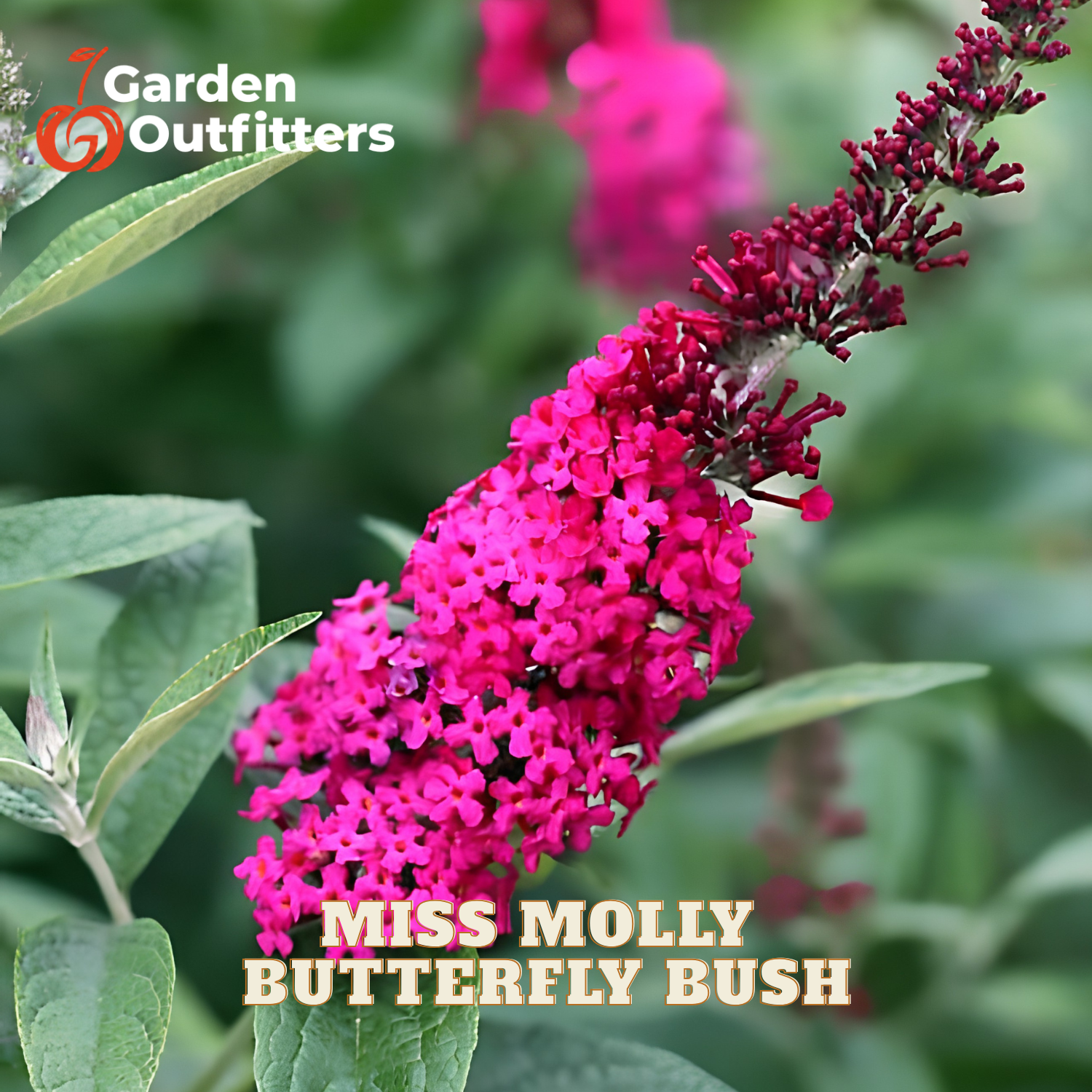 A close-up of a bright pink butterfly bush flower cluster with green leaves and a blurred garden background. Text overlays read 'Garden Outfitters' and 'MISS MOLLY BUTTERFLY BUSH'.
