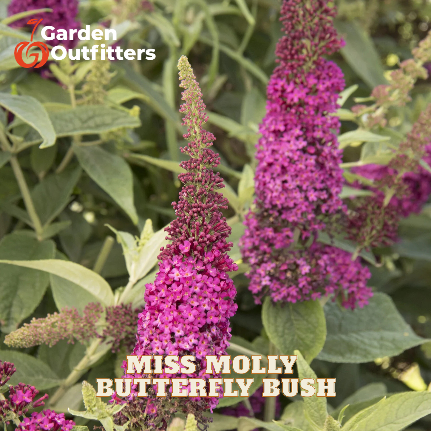 Purple butterfly bush flowers with green leaves, featuring a Garden Outfitters logo in the top left and the text 'MISS MOLLY BUTTERFLY BUSH' at the bottom.