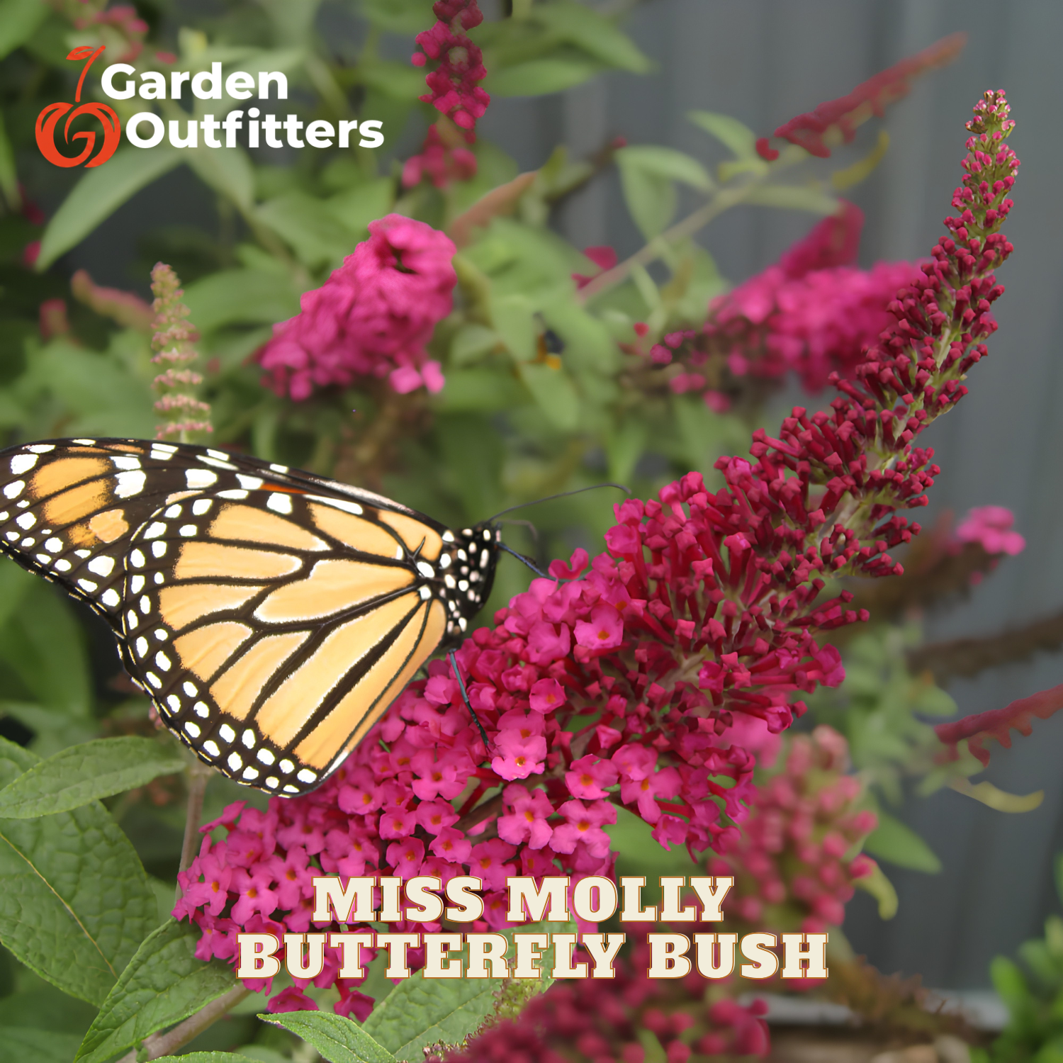 A monarch butterfly perched on bright pink butterfly bush flowers, with green leaves and the text 'Miss Molly Butterfly Bush' and 'Garden Outfitters' on a gray background.