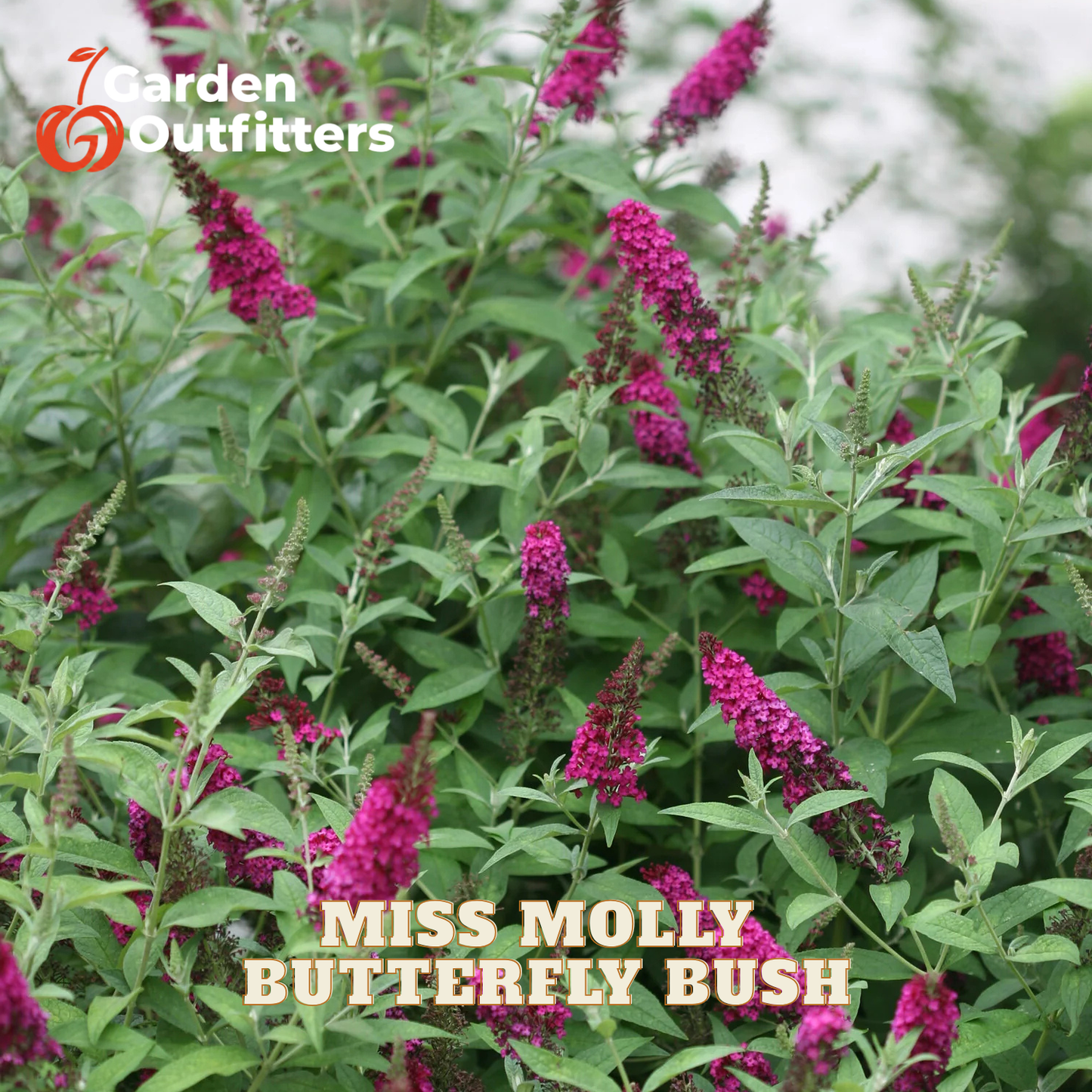 A close-up of a garden plant with green leaves and clusters of bright pink-purple flowers, with the text 'MISS MOLLY BUTTERFLY BUSH' and a Garden Outfitters logo overlaid.